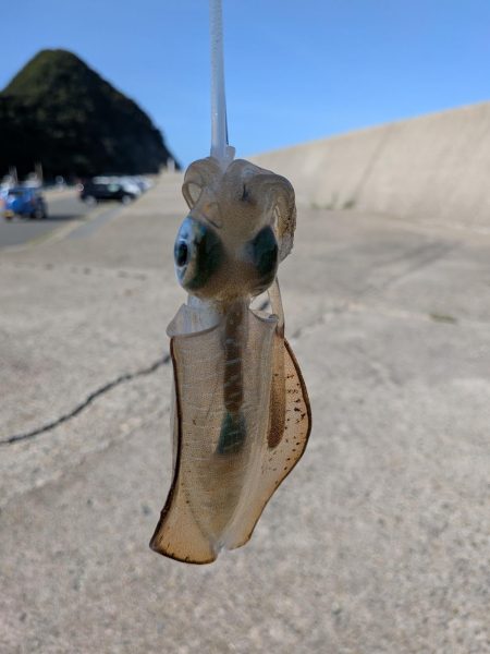 今週もエギング